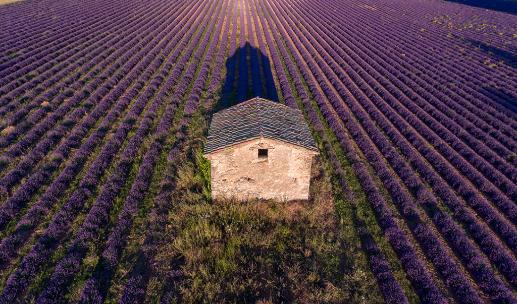 Lavendelboerderij - Simiane-la-Rotonde, Frankrijk